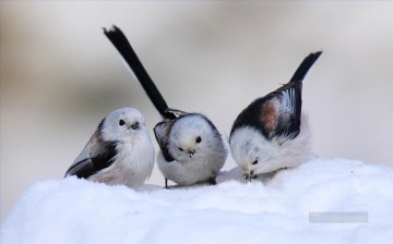 pájaros de nieve Pinturas al óleo